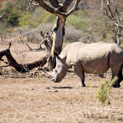 View of deer on field