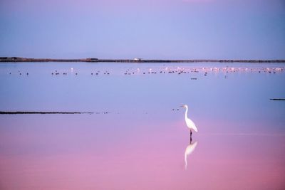 Birds in lake against sky
