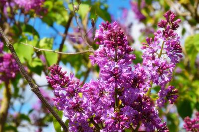 Close-up of pink flowering plant