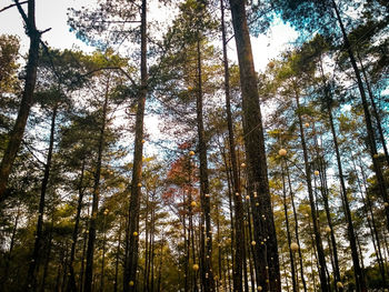 Low angle view of trees in forest