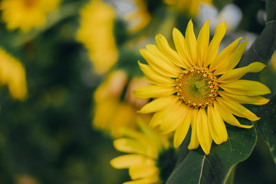 Close-up of yellow sunflower