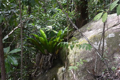 Plants growing on rocks in forest