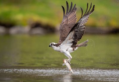 Bird flying over a lake