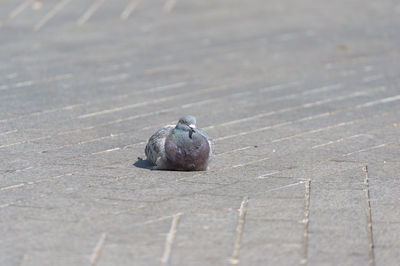High angle view of pigeon perching on footpath