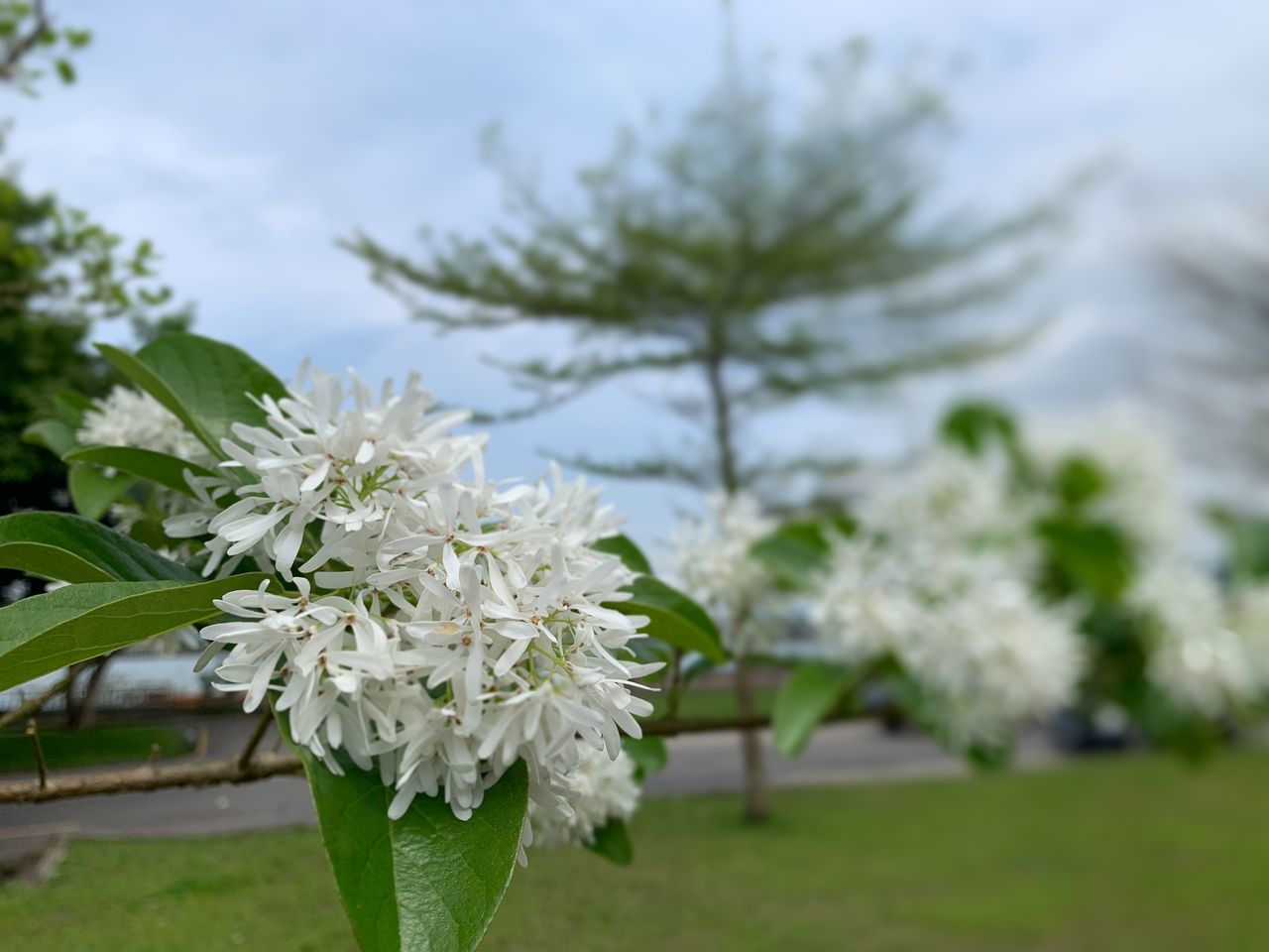 CLOSE-UP OF WHITE FLOWERING PLANT AGAINST TREE