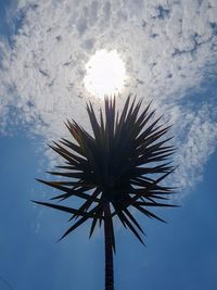 Low angle view of palm tree against sky