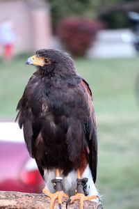 Close-up of a bird