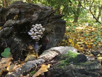 Close-up of flowers growing on rock