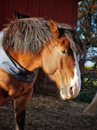 Horse standing in sunlight 