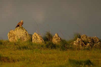 View of birds on rock