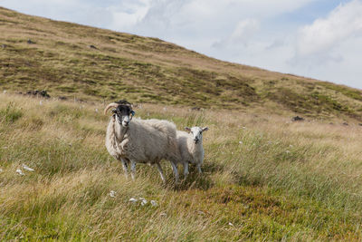 Sheep grazing on grassy field