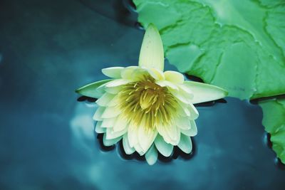 Close-up of lotus water lily in lake