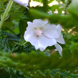 Close-up of white flowers