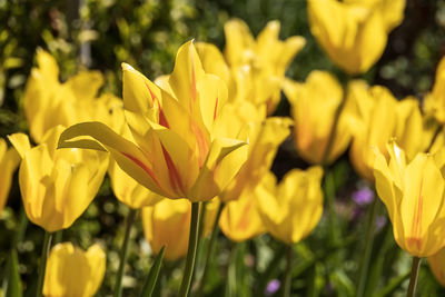 Close-up of yellow crocus flowers on field