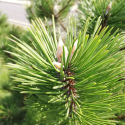 Close-up of pine cone on tree