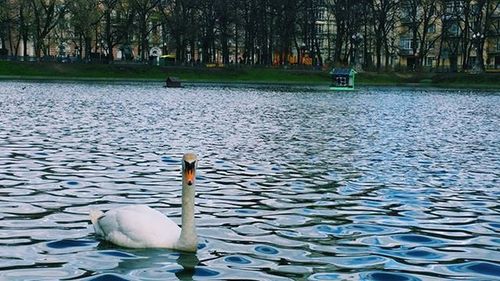 View of birds in calm water