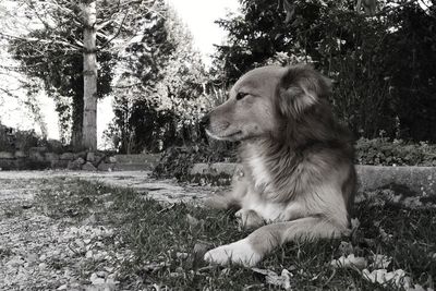 Dog looking away while sitting on field