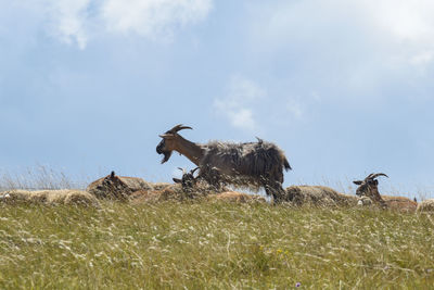 View of goat on field against sky