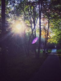 Sun shining through trees
