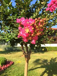 Pink flowers growing on tree