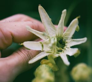 Close-up of hand holding flowering plant