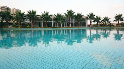 Reflection of palm trees in swimming pool