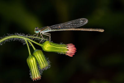 Close-up of dragonfly on plant