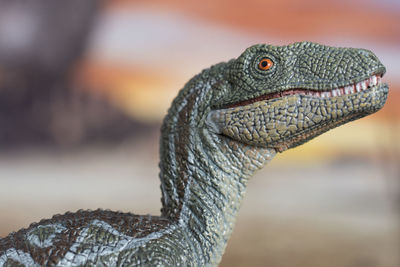 Close-up of a bird looking away