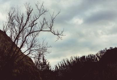 Low angle view of silhouette tree against sky