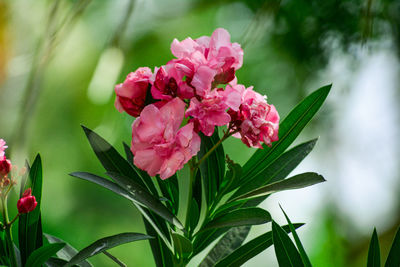 Close-up of pink flowering plant