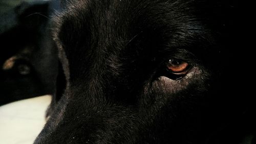 Close-up portrait of black dog