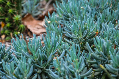 Close-up of plants growing on field