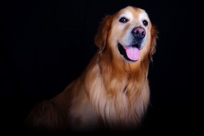 Dog sticking out tongue against black background