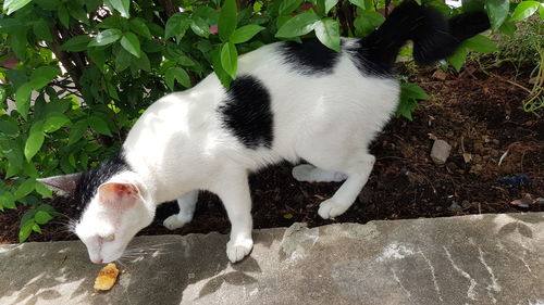 High angle view of cat