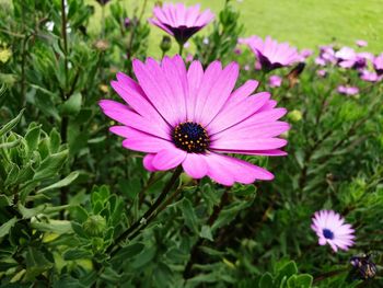 Close-up of purple flower blooming outdoors