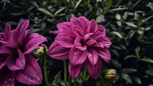 Close-up of wet pink flowering plants