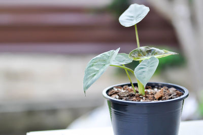 Close-up of small potted plant