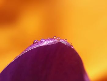 Close-up of yellow flower