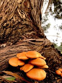 Close-up of mushrooms on tree trunk