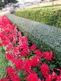 Close-up of red flowers blooming in field