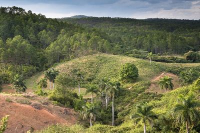 Trees growing in forest