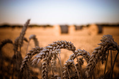 Close-up of wheat growing on field against clear sky