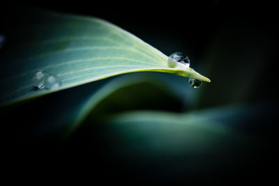 Close-up of green leaf