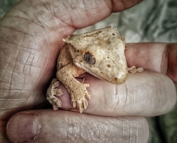 Close-up of hand holding ice cream