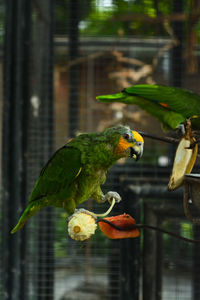 Close-up of birds perching on a bird