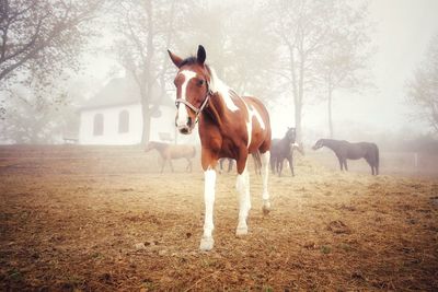 Horses standing in ranch