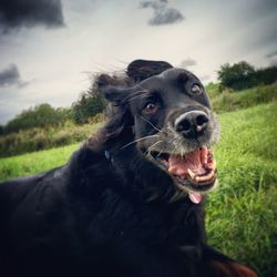 Portrait of black dog running on field