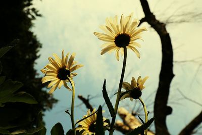 Close-up of yellow flowers