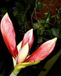 Close-up of flower blooming outdoors