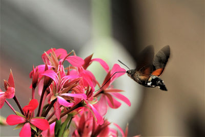 Close-up of butterfly pollinating on pink flower